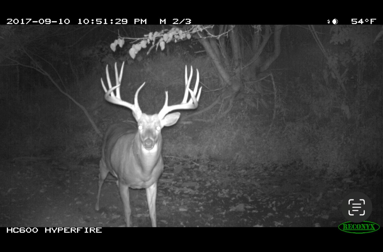 Night trail cam photo of a giant whitetail buck being scored by rackline.ai